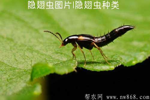 隐翅虫图片隐翅虫种类