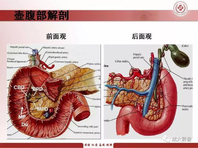 壶腹部周围癌的鉴别