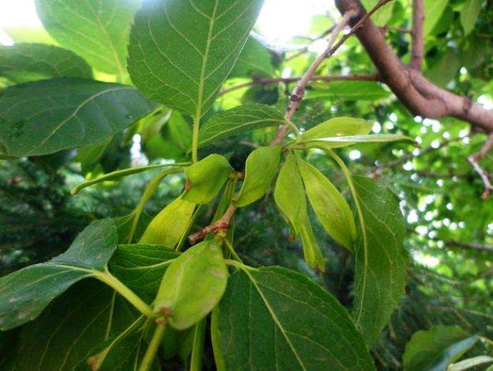 杜仲树 - 热门商品专区