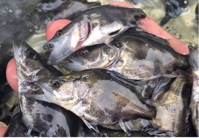 最近洞庭湖里这鱼挺多的,每次出钓都有渔获,三十多一斤