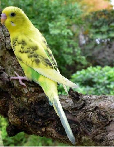 怎样手养虎皮鹦鹉――虎皮鹦鹉选购价格指导