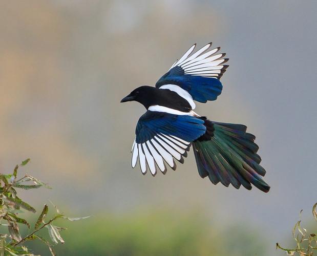 为啥喜鹊窝不怕雨雪?"高层别墅"的败絮其外,金玉其中