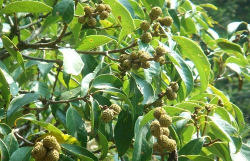 吃货帝国的野外生存手册