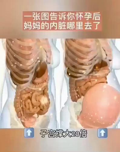 怀孕后一张图告诉你,妈妈的内脏都去哪里了