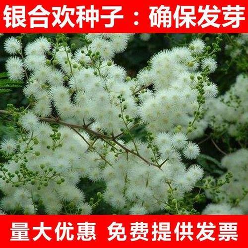广西南宁西乡塘区 优质银合欢种子高速公路园林护坡绿化灌木种子易