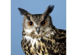 猫头鹰的头部特写