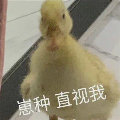 沙雕表情包狗都不想工作
