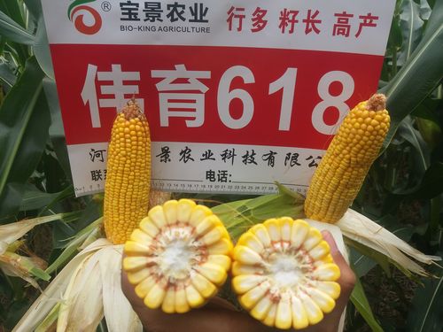 国审伟育618,高产品种典范!