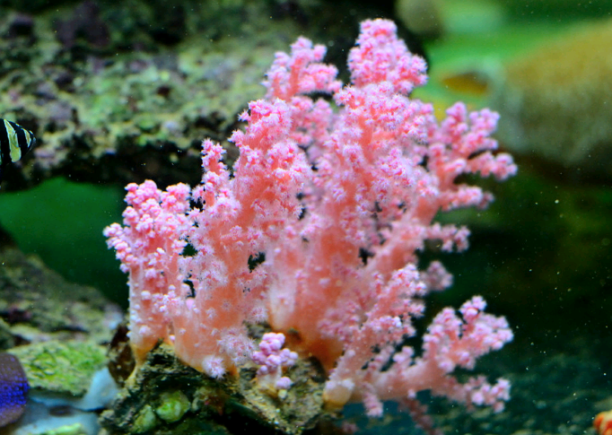 而珊瑚触手形状不一,表面有细小的刺,有明显的骨骼,喜欢群居,成群