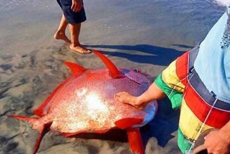 各国海滩神秘怪兽或是外星人尸体(2)