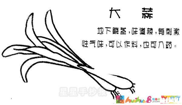 大蒜简笔画图片步骤教程