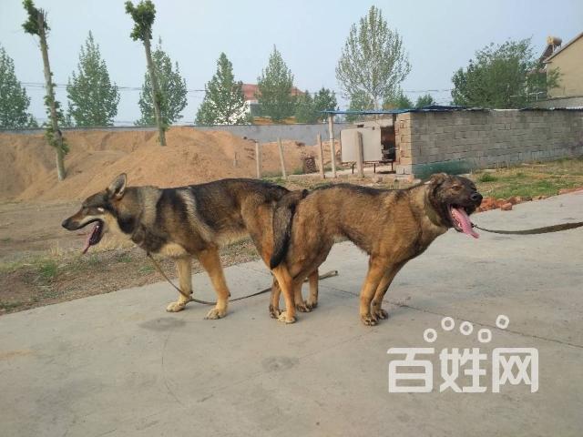 昆明犬幼崽出售