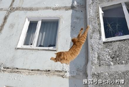 猫真的有九条命专家把150只猫从高楼扔下结果你猜怎么着