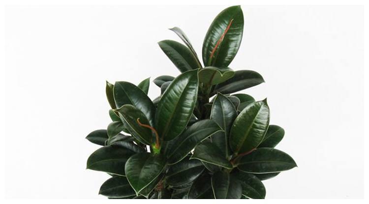 橡皮树怎么养长得快,想让橡皮树越长越旺盛几点不可忽视