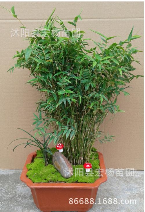桌面盆景竹子 观赏竹 米竹 凤尾竹 可室内摆放 文静秀丽 绿植盆栽