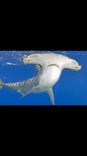 老人与海之老人大战鲨鱼