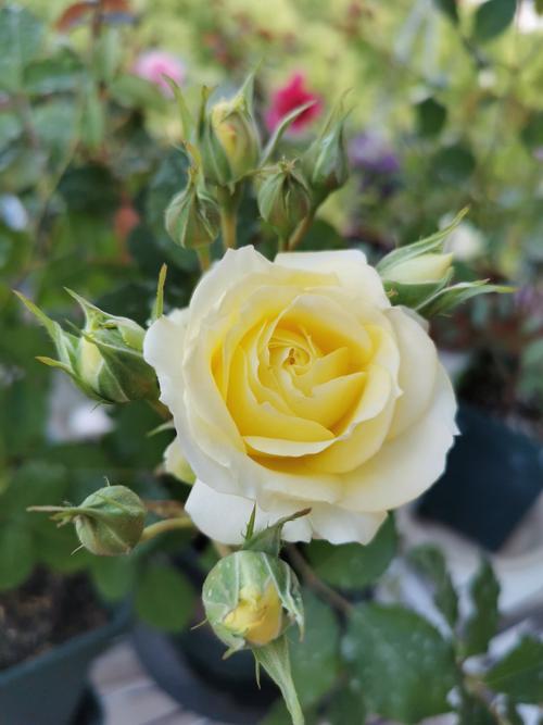 我的花园开篇13之月季7-快拳