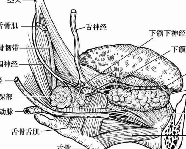 医学名词 下颌下腺导管 在舌骨舌肌处,导管位于舌神经与舌下神经之间