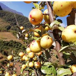多依果云南特产哆依果渣子果酸苹果酸木瓜野生新鲜水果酸栘依果