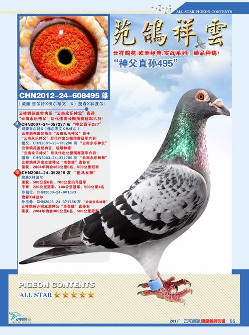 云祥鸽苑种鸽专辑第三期55 副本_云南大理云祥鸽苑-网