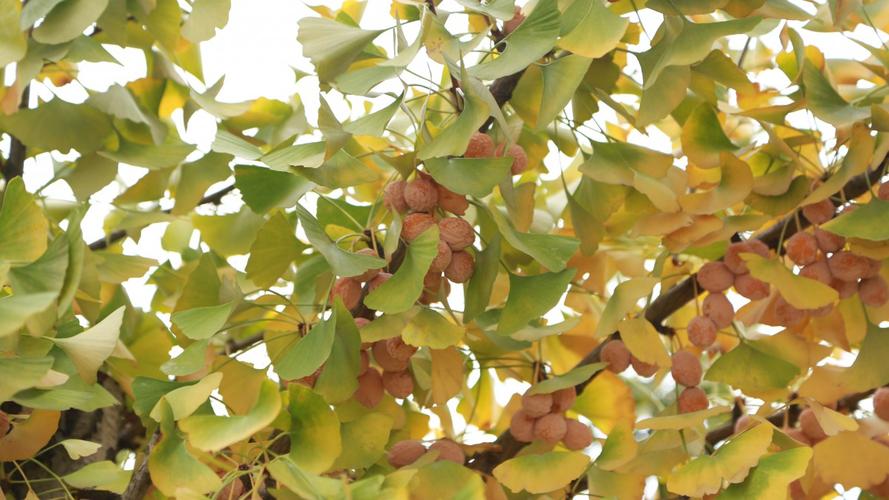 黄色的银杏果图片-花卉壁纸-高清花卉图片-第6图-娟娟