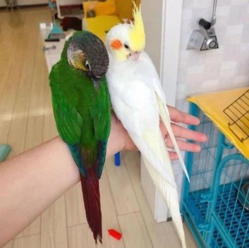 养过鹦鹉的都会有以下经历,虎皮鹦鹉体型小易饲养,牡丹鹦鹉体型小叫声