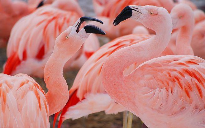 pink-feather-flamingo_1920x1200