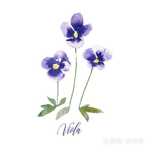 小手画的水彩紫罗兰白色背景花分离的三色堇植物