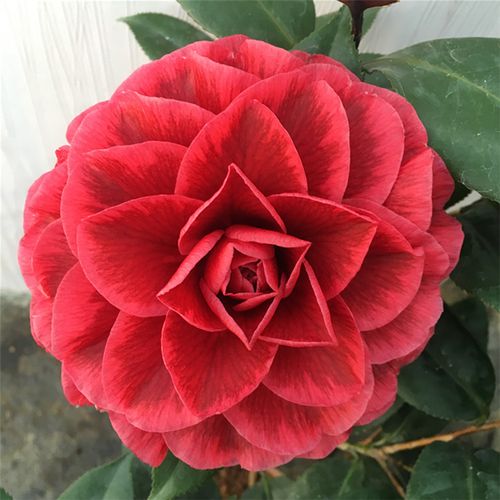 红叶贝拉山茶花苗黑贝拉大玫瑰纯色紫贝室内外阳台庭院花卉盆栽