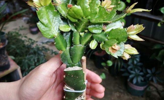 秋天给蟹爪兰嫁接一下,株型美观,开花量更大