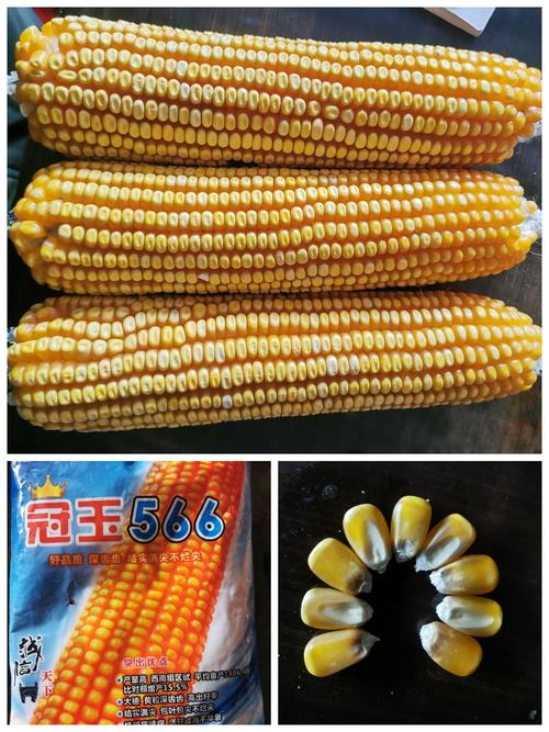 2021年希望农资玉米品种目录表