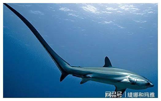 世界上最大的鲨鱼