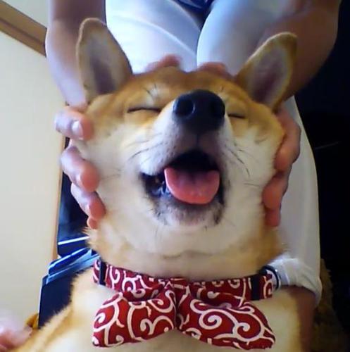 柴柴按摩肉肉脸颊超享受,忍不住露出销魂表情超搞笑!