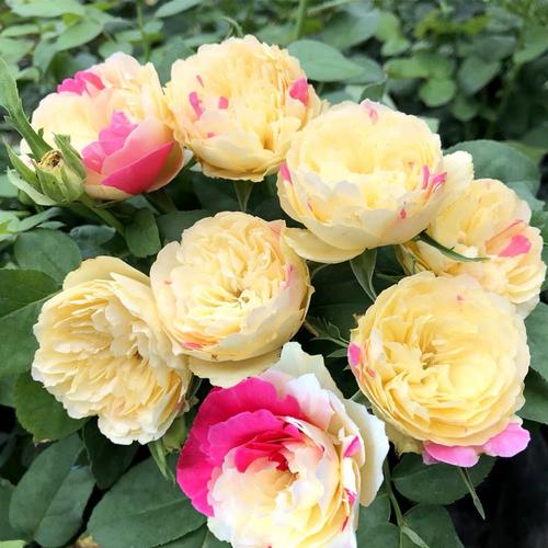 复色灌木切花风月月季 阳台庭院盆栽玫瑰 双色花园植物多季节开花