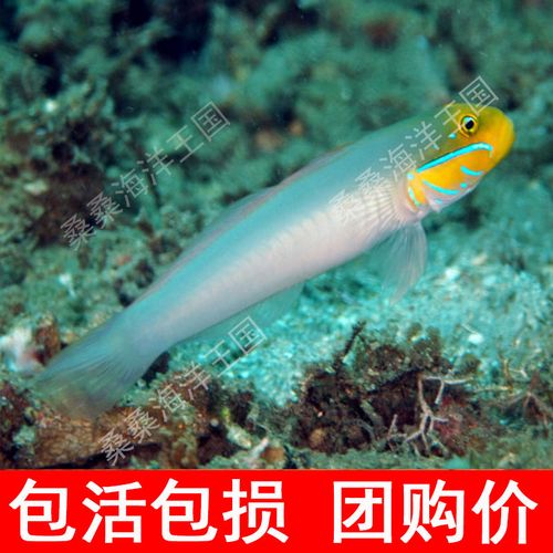 金头虾虎 翻砂生物海洋活体西瓜刨虾虎鱼火麒麟包活包损小丑鱼