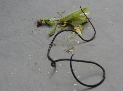 螳螂肚子里可以拉出活的东西?