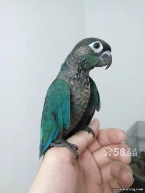 金丝横班幼鸟 蓝化绿夹幼鸟 高趴凤梨幼鸟