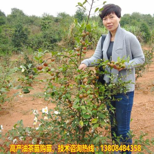 湘林210号油茶树苗 长沙油茶苗木 湖南油茶树嫁接苗 山茶树包邮