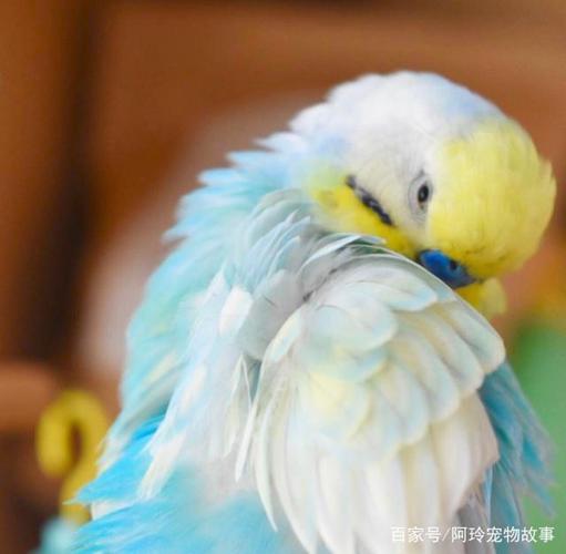 马卡龙色的彩虹虎皮鹦鹉也太美了吧!