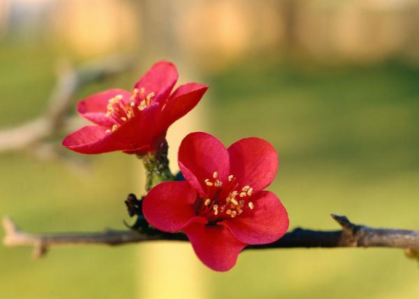 满园春色关不住 春天开的花有哪些?