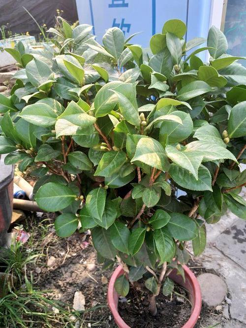 茶花引起烂根的原因很简单,大多数是因为长时间在过于湿润的盆土里