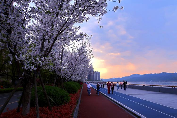 滨江醉美樱花跑道