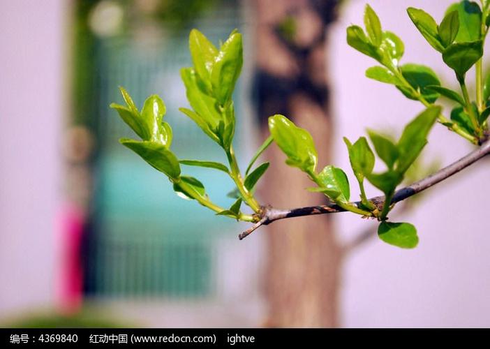 嫩叶枝条