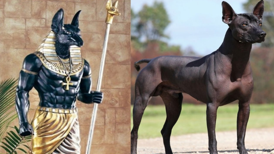 最有野性的无毛狗,神似"埃及狗头神",群战不怂老虎!