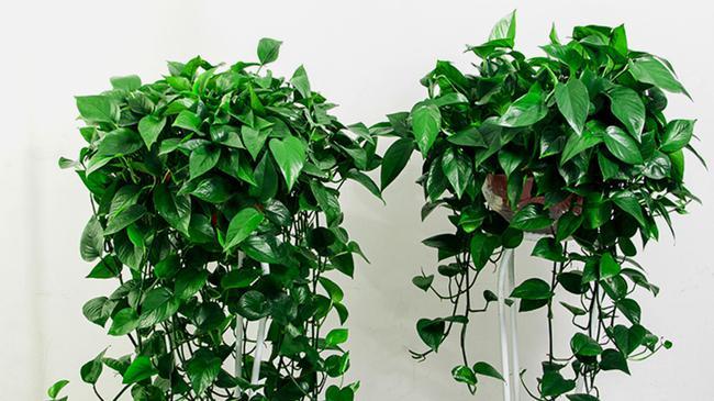 秋天养绿萝,浇水时加点"小东西",叶子绿油,越长越茂盛