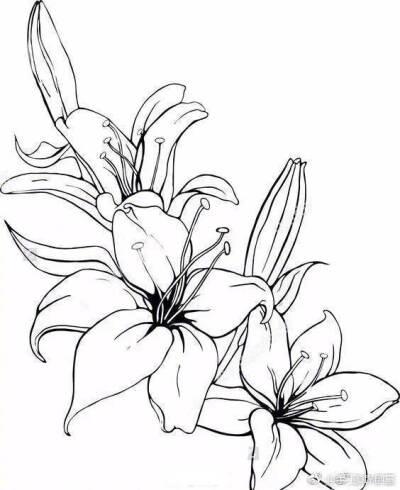 白描的植物