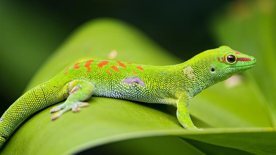 绿蜥蜴,绿叶,野生动物 iphone 壁纸