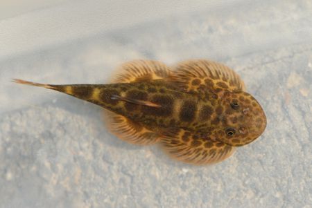 ae  小型鱼类(本人对鳅类不是很了解,请见谅) 下图为   四川华吸鳅