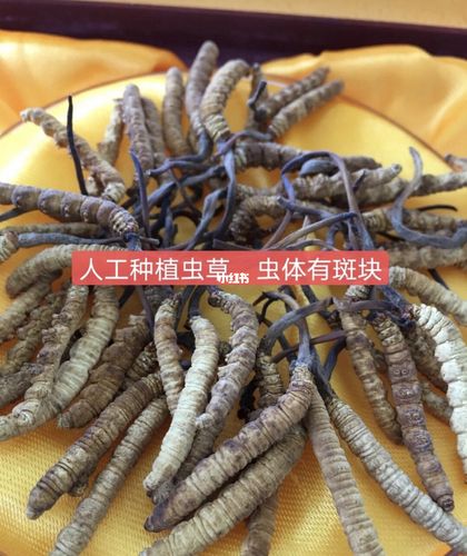 野生冬虫夏草与人工养殖的区别_冬虫夏草_虫草_养生_徐汇区自由行热门