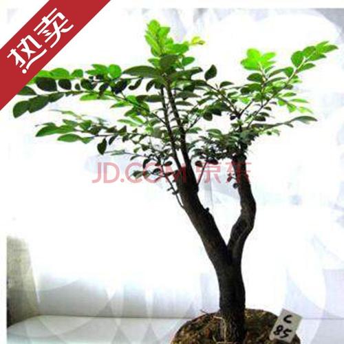 小叶紫檀盆景树桩 小叶紫檀苗 黑骨檀 小叶紫檀树苗 室内阳台盆栽花卉